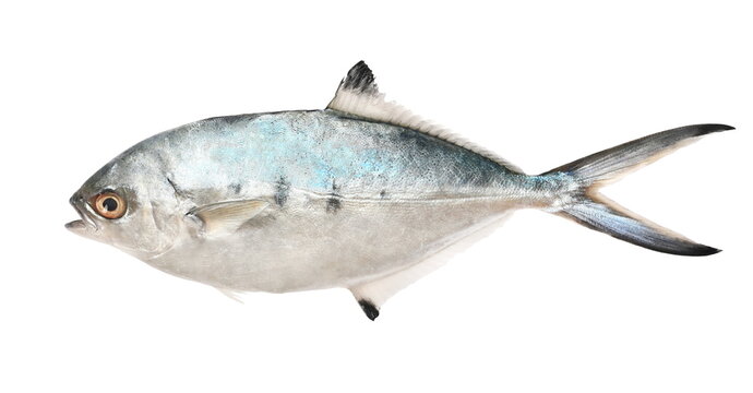 Leerfish or garrick, Lichia amia, isolated on white background, clipping path