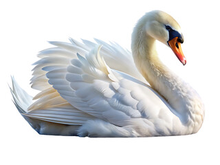Obraz premium Majestic White Swan on a Background bird waterfowl isolated on a transparent background