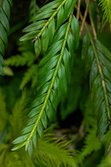 Leaves of Isochilus carnosiflorus Orchid