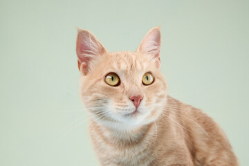 The ginger cat looks toward the right with a slightly tilted head. Its bright amber eyes are wide open in gentle focus.