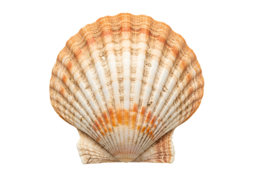 Detailed close-up view of a scallop shell, showcasing intricate patterns and rich colors against a black background.