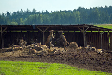 Dwa walczące jelenie w drewnianej zagrodzie w otoczeniu innych jeleni leżących na sianie.