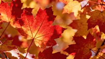Vibrant autumn leaves display a mix of fiery red and golden hues, showcasing the beauty of fall foliage.
