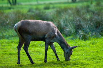 Młody daniel pasący się na łące. © Monika