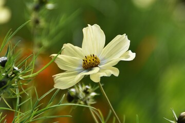 Fototapeta premium A pretty garden cosmos flower outdoor in late summer.