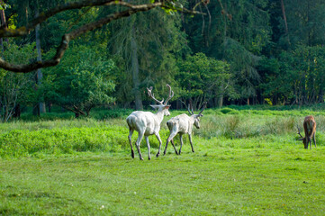 Dwa białe jelenie z dużymi rogami pasące się na łące w wysokich trawach.   © Monika
