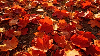 Vibrant autumn leaves of red and orange hues cover the ground, bathed in warm sunlight.