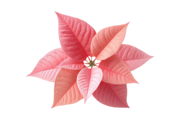 Pink poinsettia flower on black background – floral symmetry and vibrant petals, cut out