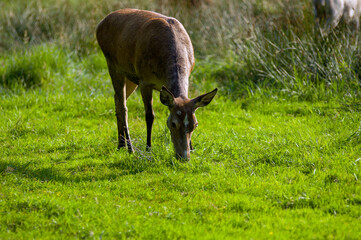 Brązowy jeleń daniel na łące w pięknym oświetleniu słonecznym. © Monika