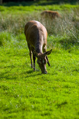 Brązowy jeleń daniel na łące w pięknym oświetleniu słonecznym.   © Monika