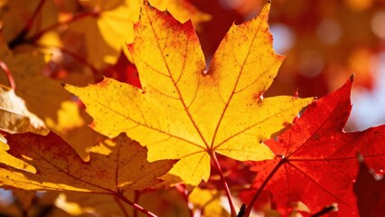 Obraz premium view of vibrant autumn leaves, showcasing a mix of brilliant yellow and deep red hues against a blurred background.