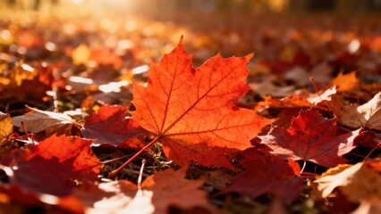 Vibrant autumnal maple leaves lie on the forest floor, bathed in warm sunlight.