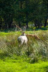 Jelenie z dużymi rogami pasące się na łące w wysokich trawach.	
