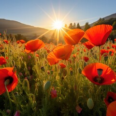 Vibrant red poppies bathed in golden sunrise light orange yellow