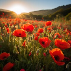 Vibrant red poppies bloom in sunlit field flowers nature
