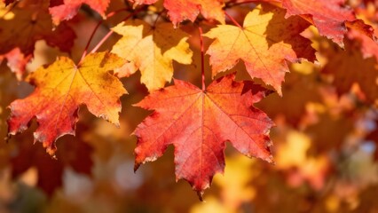 Vibrant autumn leaves, displaying a spectrum of oranges and reds, with shallow depth of field creating a soft focus on the background.