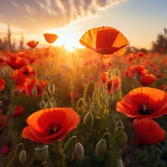 Vibrant red poppies bloom under golden sunrise sky orange