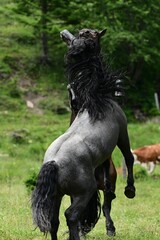 Zwei schöne Noriker Hengste kämpfen spielerisch auf der Weide