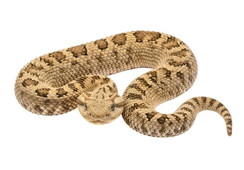 Obraz premium A detailed close-up view of a venomous snake with a distinct pattern of light brown and dark scales against a pure black background.