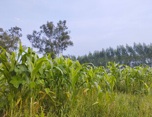 Lush Green Cornfield Under a Calm Sky