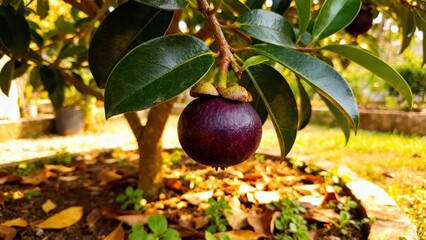 A deep purple mangosteen hangs from a lush green branch, bathed in warm sunlight.