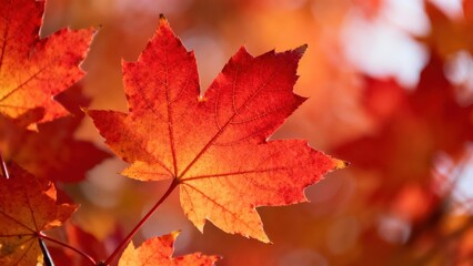 Vibrant autumn leaves, , showcasing the fiery hues of fall foliage.