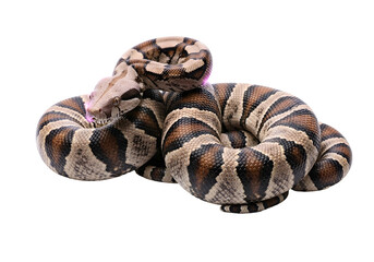 Obraz premium A captivating close-up of a contorted snake, showcasing its intricate patterns and detailed scales against a stark black backdrop.