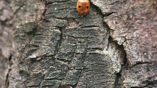 ladybug climbing up tree bark (close up)