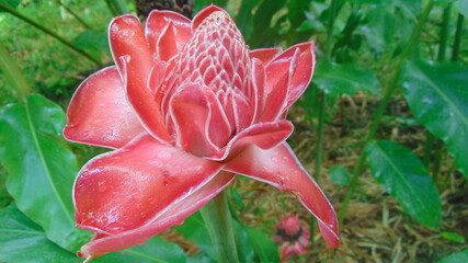 Une belle fleur tropicale rose