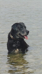 Un beau chien noir assis dans la rivière 