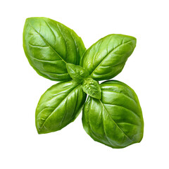 Fototapeta premium Fresh Basil Leaves Perfect for Recipes