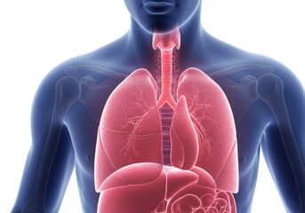 Anatomical illustration depicting the respiratory system and internal organs