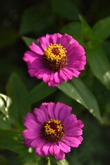 Obraz premium Blossoming pink zinnia flowers in a garden.