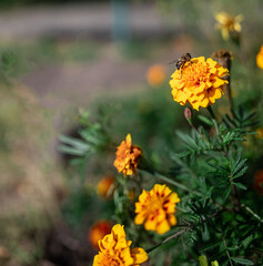 Beautiful artistic composition with bright orange and red flower on bokeh background, selective focus.