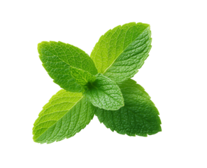 A green leafy herb with a pointed tip