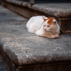 Cat in streets of Dubrovnik