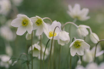 A few delicate anemone flowers