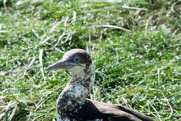 Northern Gannet with Blue Eyes on the Shore, 
Nordgannet mit blauen Augen am Ufer