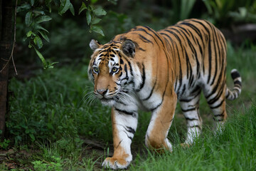 Fototapeta premium Tiger walking through lush green grass and foliage big cat animal