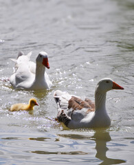 Beautiful yellow goose chick swimming next to its parents