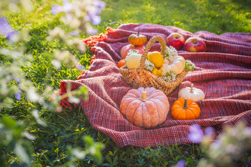 Autumn pumpkins and apples on picnic blanket