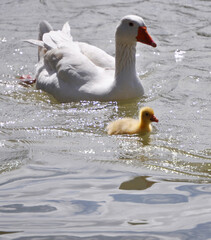 Little yellow goose chick swimming next to its mother
