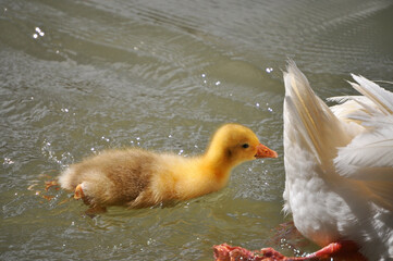 Beautiful yellow goose chick swimming