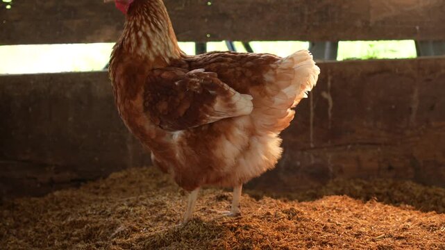 Close-up of a chicken