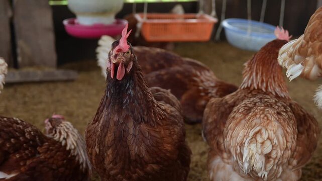 Close-up of a chicken