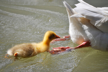 Little yellow goose chick swimming behind its mother
