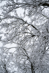Obraz premium tree in snow