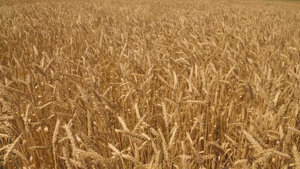 ears wheat field wind. farming concept. ears wheat farm. summer harvest beautiful yellow summer wheat. agriculture concept. farm harvest grain products. growing organic food sprouts field. harvesting.