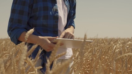 agriculture concept. farmer works digital tablet field with wheat. harvesting farm. farming....