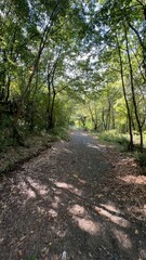 path in the woods